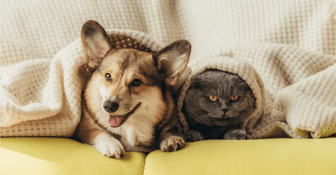 Pets taking over - signs you may need a bigger home