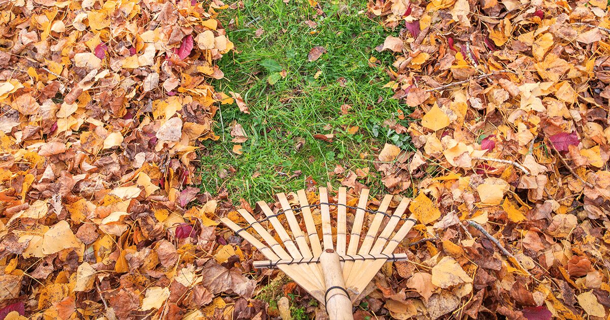 fall landscaping ideas leaves image