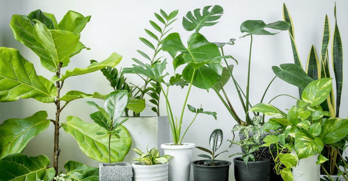 Match Plants to Your Decor Style