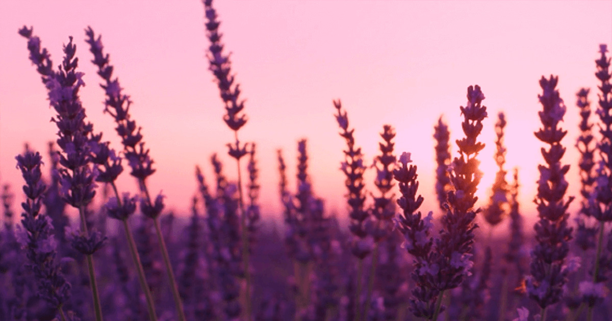 san rufo homes community spotlight discover the allure of cherot wheat image