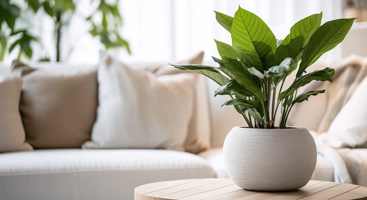 spring into action refreshing your home plant image